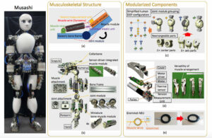 Struttura muscolo-scheletrica e componenti modulari Musashi robot autista