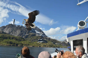 Aquila di mare dalla coda bianca volteggia intorno barca in navigazione alle Lofoten