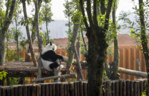 Panda su albero guarda verso nuove costruzioni