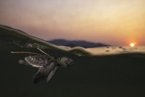 Piccolo di tartaruga prende il mare