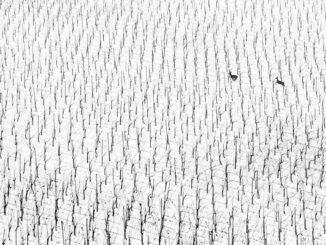 Cervi in mezzo a vigne innevate