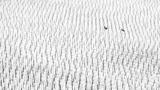 Cervi in mezzo a vigne innevate