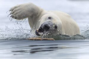 Orso bianco gioca in acqua con un bastone